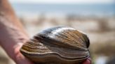 Clam believed to be 200+ years old — named 'Abra-clam Lincoln' — found at Alligator Point