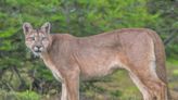 Gran sorpresa: se cruzaron con un puma en el medio de la ruta camino a Villa Regina