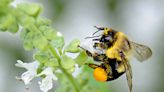 Some bumblebees can survive underwater for up to a week, new study shows