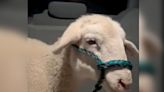 Stray sheep wandering Brooklyn streets caught by cops