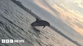 Poole dolphin encounter 'like winning jackpot', paddleboarder says