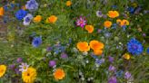 What is meadowscaping? And why this 'new' garden trend is so valuable