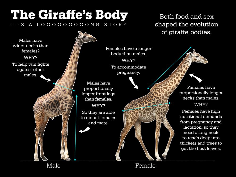 New Discovery Challenges Everything We Thought We Knew About Giraffe Necks