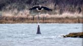 Seal Spotted Spitting Water at Passing Eagle in Bizarre 'Never Before Seen' Animal Encounter