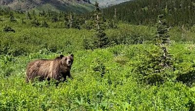 Video shows woman's scarily close encounter with grizzly. She says she'd still 'choose the bear.'