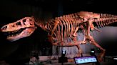 Dinosaur skeleton replica makes Tyrannosaurus rex era come to life