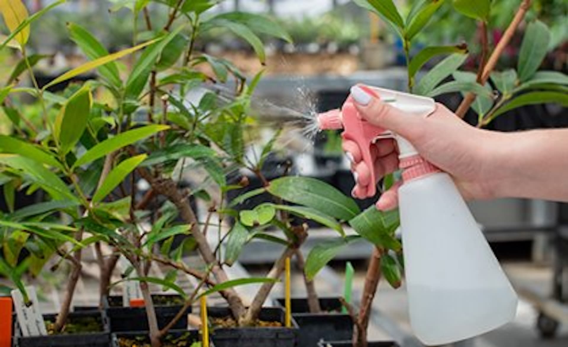 Researchers develop innovative solution to cure trees battling invasive fungal disease: 'It feels really rewarding'