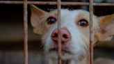 The Puppy Protection Act wants to put a stop on puppy mills