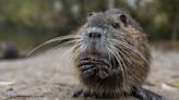 Swamp rats with bright orange teeth are terrorising parts of the US