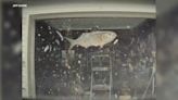 Fish falls from sky and damages couple's Tesla in Atlantic Highlands