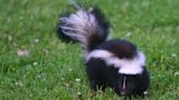 Ohio pro tips for dealing with skunks near your house