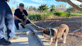 Roundup: Ventura firefighters rescue dog, Oxnard freeway spill, more county news