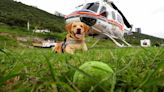 Alistan jubilación de ‘Joe’, perro rescatista de Nuevo León que brindó sus servicios durante 6 años