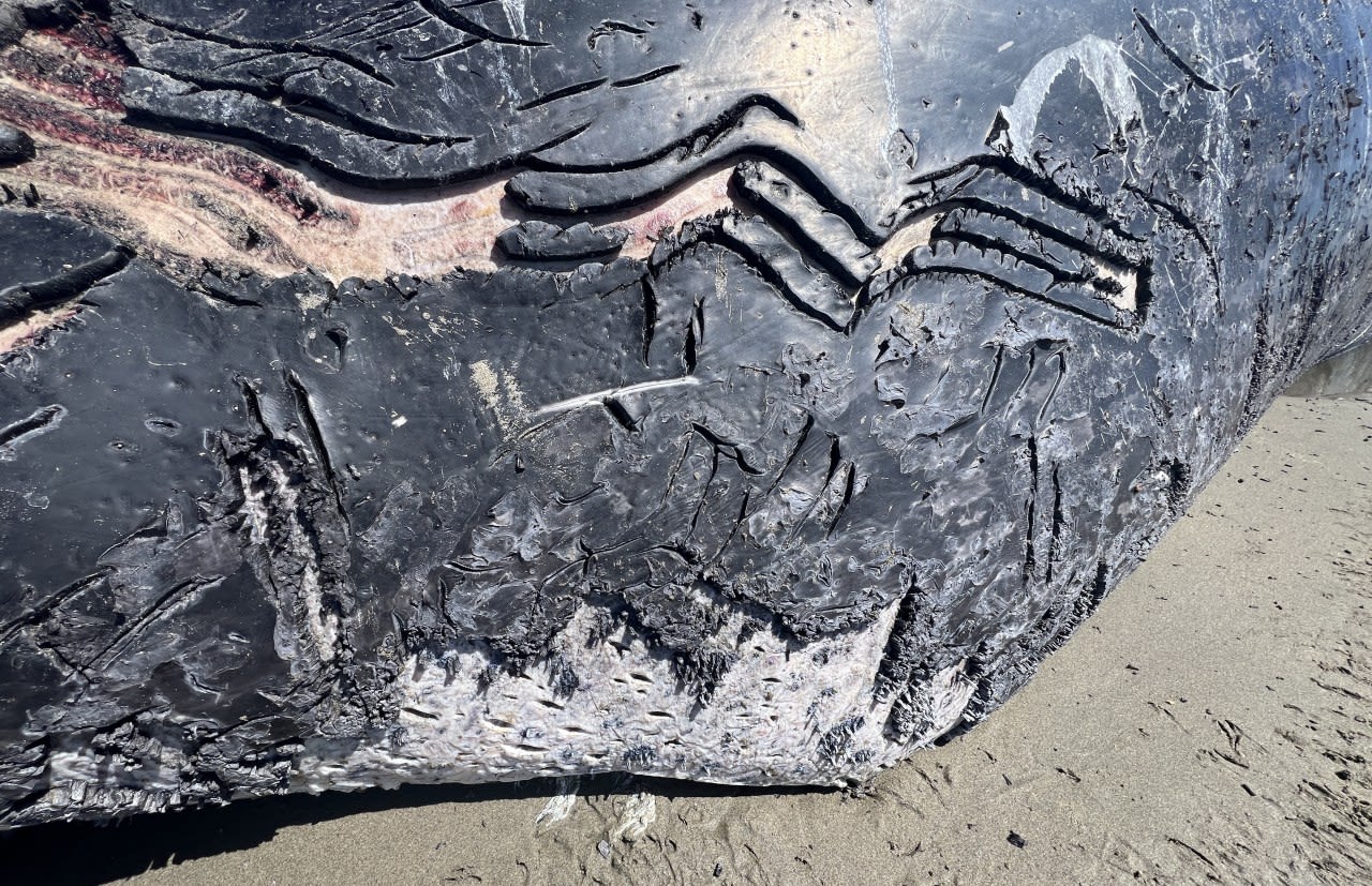 Whale calf covered in killer whale bites washes ashore on the Oregon Coast