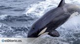 El misterio de las orcas atlánticas que golpean solo a los veleros