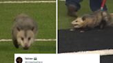 An Opossum Refusing To Leave A College Football Game Is The Latest (And Most Ridiculous) Meme