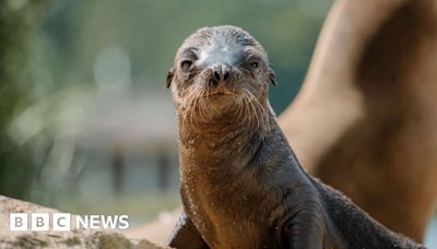 Second seal pup born at Longleat