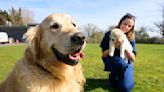 Guide dog nicknamed Dogfather retires after fathering over 300 puppies