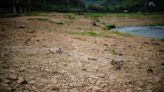 China faces heatwave havoc on power, crops and livestock