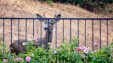 Over the Garden Fence: A 2024 resolution and its arsenal in the deer battle