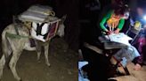 Transportan boletas del INE en una mula en la región de la Sierra Sur de Oaxaca