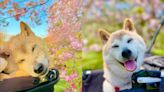 永別！迷因柴犬「Doge」18歲高齡辭世 狗狗幣應聲下跌5％│TVBS新聞網