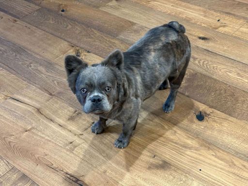 French bulldog ‘Diego’ stolen from Pasadena home; family offers $2,500 reward