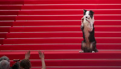 The real stars of Cannes may be the dogs