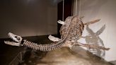 Fossilized skeletons of aerial and aquatic predators to be auctioned by Sotheby's