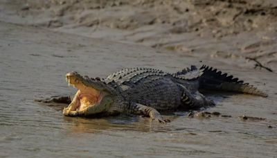 Bhitarkanika National Park: What To Explore In Odisha’s Biodiverse Heaven