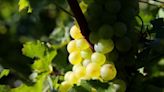 The brighter side of US Chardonnay plus 10 brilliant wines - Decanter
