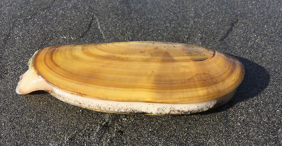 California Department of Fish and Wildlife Announces Razor Clam Fishery Closes in Humboldt County Due to Public Health Hazard