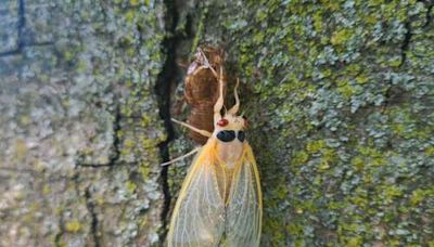 Winging it: The cicada party has started — here’s how to cope with a natural miracle