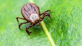 Man Dies After Contracting ‘Bleeding Eyes’ Disease From Tick Bite; Know About Crimean-Congo Hemorrhagic Fever