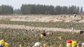 Xinjiang cotton ‘widespread’ despite US UFLPA legislation