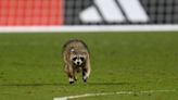 Elusive raccoon shows off moves as it scampers across field during soccer match