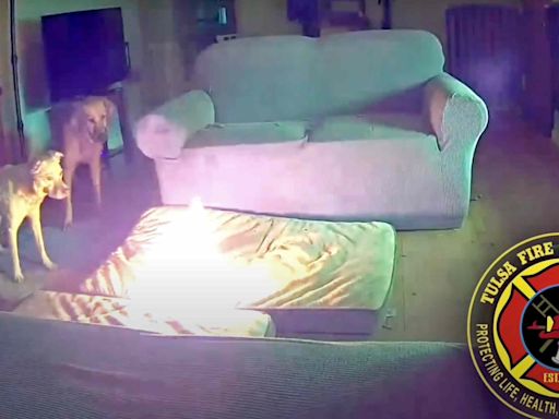 Dog Sets Home on Fire After Chewing Phone Charger Containing Lithium-Ion Battery — Watch the Video