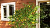 This Fast-Growing Meyer Lemon Tree Is Almost 50% Off for Memorial Day