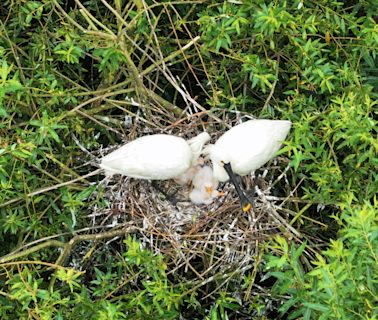 Breeding success for spoonbills as once-extinct bird continues UK return