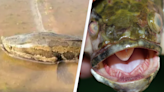 Huge snake-headed fish are invading rivers and they can slither onto land