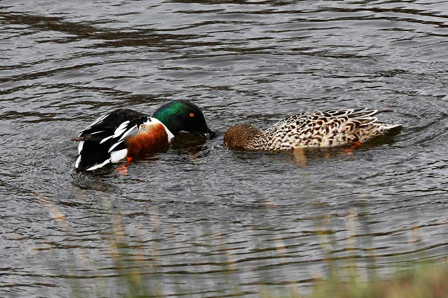 I wasn't fast enough to see the burrowing owls, but I did see a variety of birds at Market Lake - East Idaho News