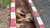 Special train from Sehore to Bhopal operated to shift two injured tiger cubs