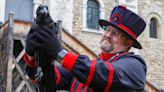 Mischievous Tower of London ravens have both wings clipped to stop them escaping