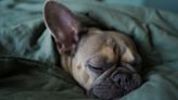 32 sleepiest dog breeds