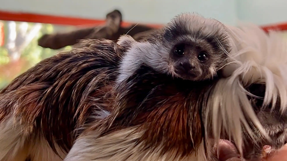 Zoo Boise welcomes new cotton-top tamarin to growing family