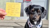 In pictures: Wales' dogs at polling stations