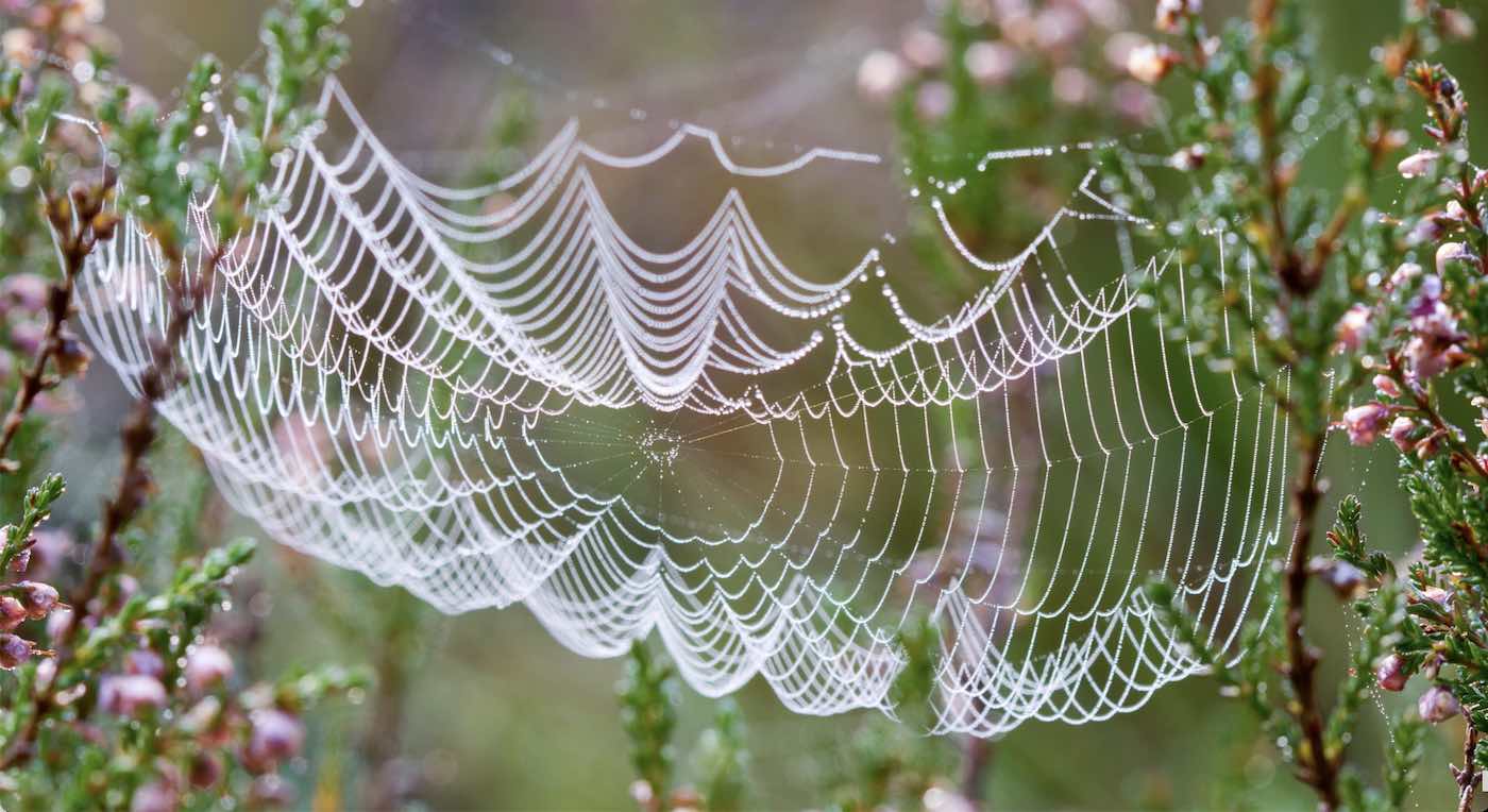 Spiders Use Their Webs as Giant Microphones to Hear What's Going on Around Them, Says New Research