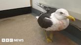 RSPCA appeal after gull with bullet wound lands in Wisbech garden