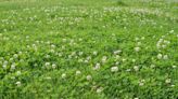 Why So Many People Are Switching Their Lawns to a Clover Lawn