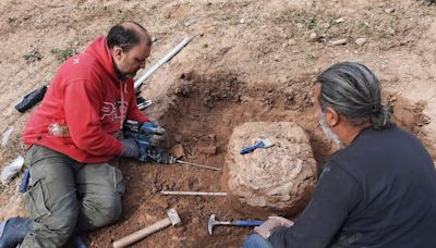 Giant armadillo fossil reveals humans were in South America a surprisingly long time ago